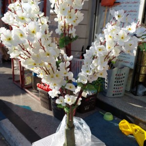 شجرة ورد جوري نوار ابيض ارتفاع 50 سم