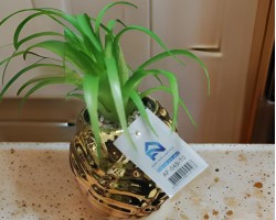 قوار ورد صبار16 سم بورسلان طابة مجدول ذهبي AF45-10