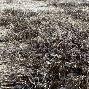 سجاد شاجي شعر سادة لون مقاس 160 × 220 لون بني سادة سجاد شاجي شعر سادة لون مقاس 160 × 220 لون بني سادة