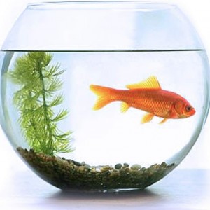 مزهرية زجاج شفاف كروي 25سم