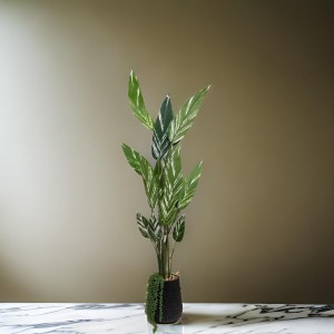 شجرة موز ورق اخضر وابيض في قوار بورسلان اسود منقط مع حصرم 160سم