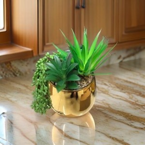 قوار صبار مع حصرم حجم وسط مع قوار مذهب مدور مضلع قوار صبار مع حصرم حجم وسط مع قوار مذهب مدور مضلع