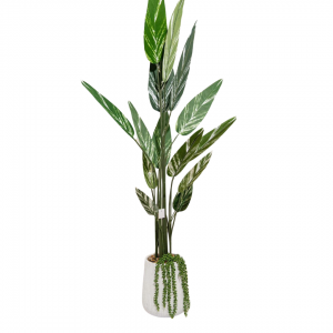 شجرة موز ورق اخضر وابيض في قوار بورسلان اسود منقط مع حصرم 160سم