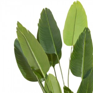 شجرة موز ورق اخضر في قوار بورسلان ذهبي طويل مع حصرم 170سم شجرة موز ورق اخضر في قوار بورسلان ذهبي طويل مع حصرم 170سم