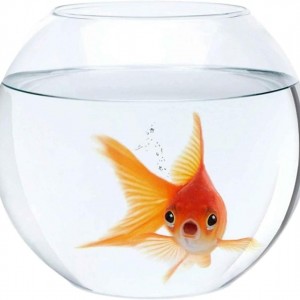 مزهرية زجاج شفاف كروي 25سم مزهرية زجاج شفاف كروي 25سم