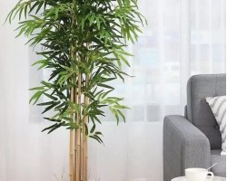 شجرة بامبو كبير 200 سم