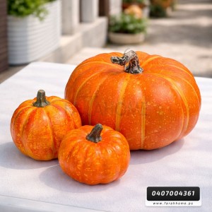 حب قرع ملون حجم وسط