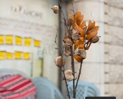 عرق / ضمة يقطين كبيرة طويل 60 سم
