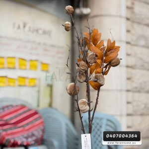 عرق / ضمة يقطين كبيرة طويل 60 سم