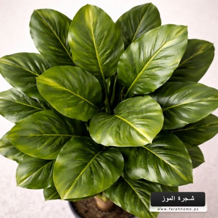 شجر ورد ورق موز عريض قوار اسود 160 سم ارتفاع 