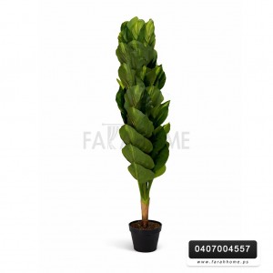 شجر ورد ورق موز عريض قوار اسود 160 سم ارتفاع 