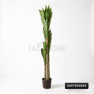 شجرة اولوفيرا 3 عروق ورق اخضر قوار اسود 180 سم شجرة اولوفيرا 3 عروق ورق اخضر قوار اسود 180 سم