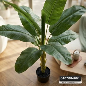شجر ورد ورق موز عريض قوار اسود ارتفاع  150 سم 