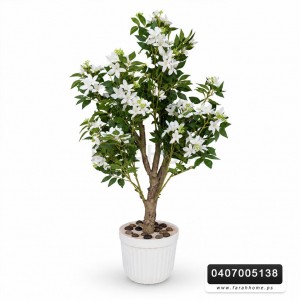 شجر لوز ابيض قوار ابيض وسط 120سم