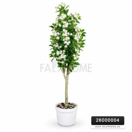 شجر لوز ابيض قوار ابيض وسط 150 سم