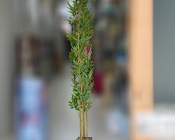 شجر بامبو ارتفاع 2 م مع قوار اسود مربع