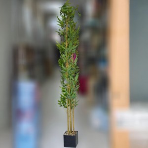 شجر بامبو ارتفاع 2 م مع قوار اسود مربع