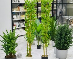 شجر بامبو ارتفاع 2 م مع قوار اسود مربع