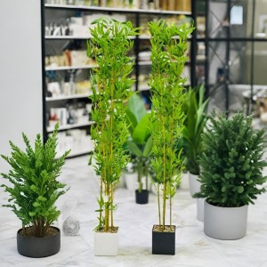 شجر بامبو ارتفاع 2 م مع قوار اسود مربع